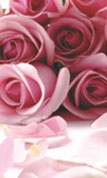 rosas